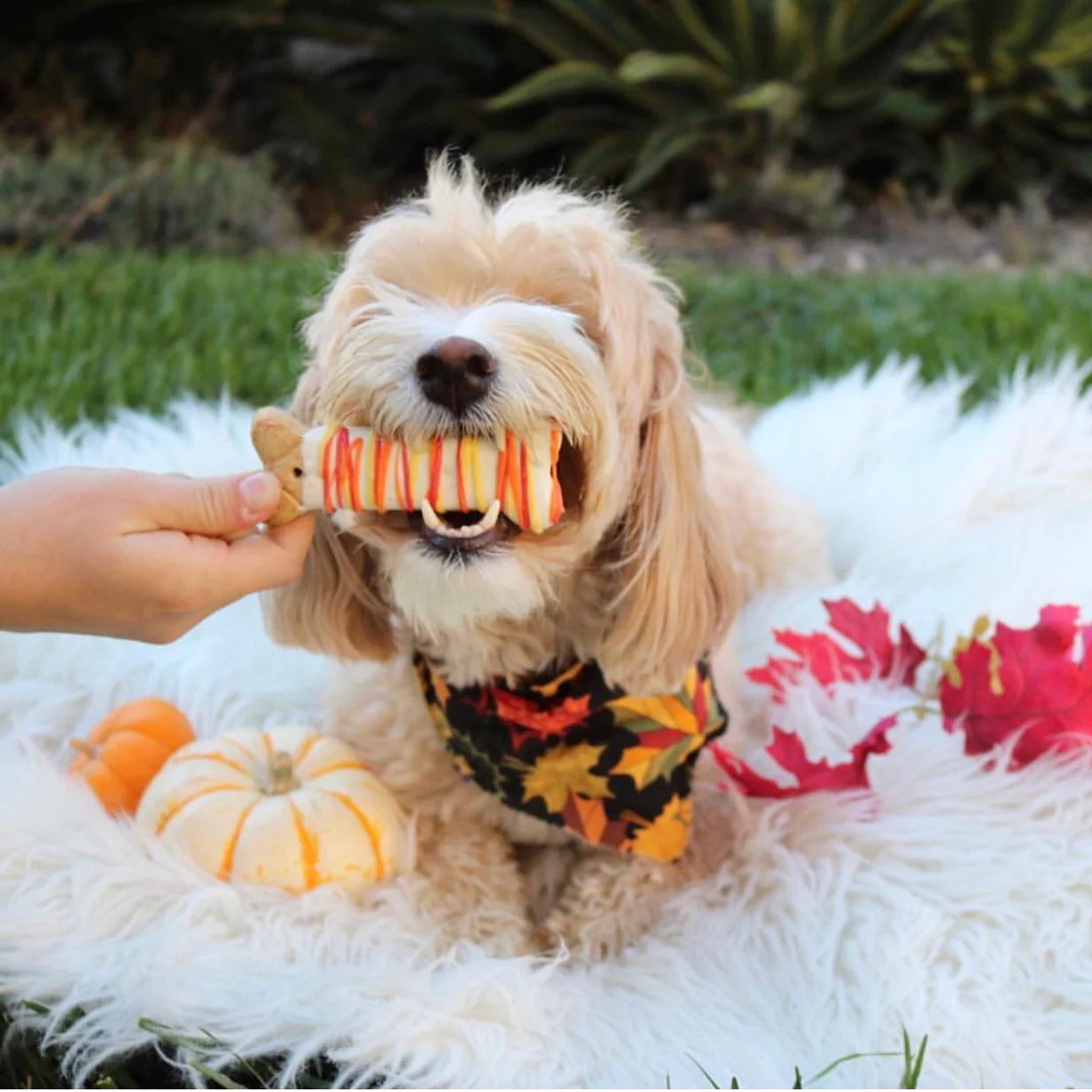 Fall Dog Bones